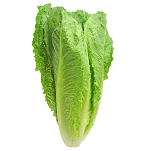 lettuce, romaine, greens, vegetable, crisp, salad, lettuce, lettuce, lettuce, lettuce, lettuce