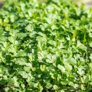 real coriander, cilantro, herbs, parsley, culinary herbs, coriander, plant, leaves, stalk, coriandrum sativum, umbelliferae, apiaceae, aromatic plant, medicinal plant, coriandrum, arab parsley, asian parsley, chinese parsley, garden cilantro, nature, integrated coriander, spice coriander, indian parsley, kaliander, green, food