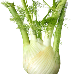 fennel, vegetable, food, cooking, salad, healthy, diet, cut out, isolated, fennel, fennel, fennel, fennel, fennel