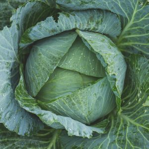 Close-up of a fresh cabbage head with dew drops, showcasing natural textures.