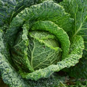 Detailed image of vibrant green cabbage with dew drops highlighting freshness and growth.