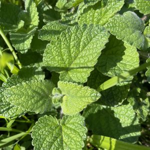 melissa fresca 0,3kg