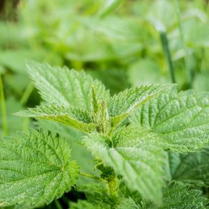 nettle, green, pus nettle, nature, weed, plant, urticaceae, naturopathy, leaf, wild herb, medicinal plant, burning hair, nettle leaf, botany, medicinal herbs, flora, wild herbs, nettle, nettle, nettle, nettle, nettle, weed