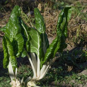 chard, nature, garden, vegetable, harvest, plantation