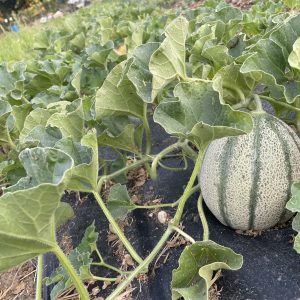 melone