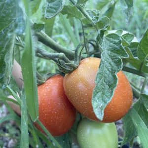 pomodori