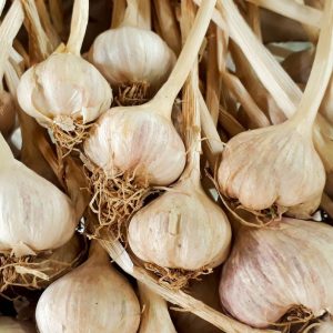 A close-up shot of fresh garlic bulbs with stems, ideal for cooking and healthy eating themes.
